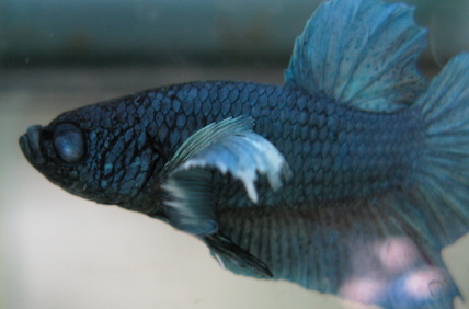Blind betta - a result of the Dumbo Mutation?